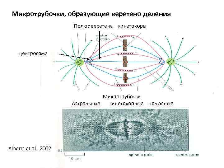 Микротрубочки, образующие веретено деления Полюс веретена кинетохоры центросома Микротрубочки Астральные кинетохорные полюсные Alberts et