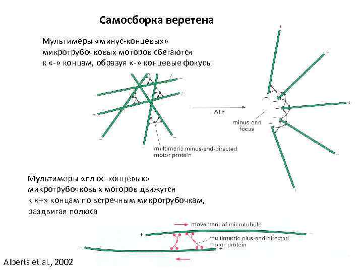 Самосборка веретена Мультимеры «минус-концевых» микротрубочковых моторов сбегаются к «-» концам, образуя «-» концевые фокусы