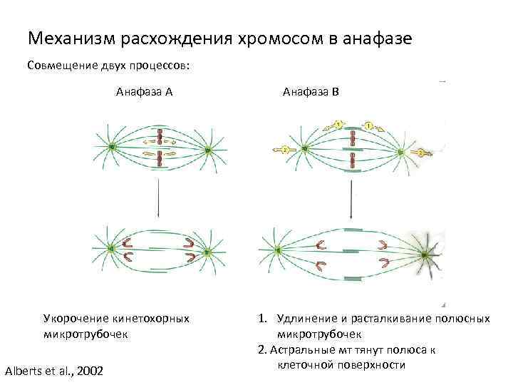 В процессе анафазы происходит