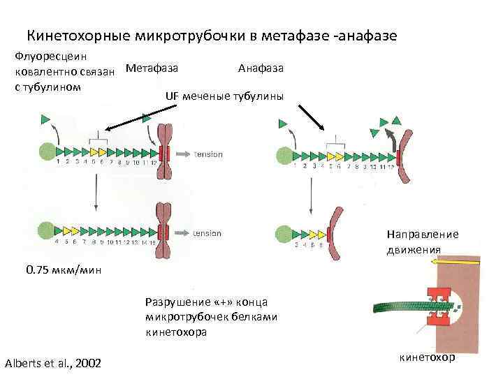 Кинетохорные микротрубочки в метафазе -анафазе Флуоресцеин Анафаза ковалентно связан Метафаза с тубулином UF меченые