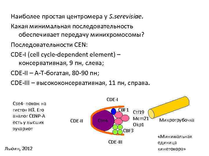 Наиболее простая центромера у S. serevisiae. Какая минимальная последовательность обеспечивает передачу минихромосомы? Последовательности CEN: