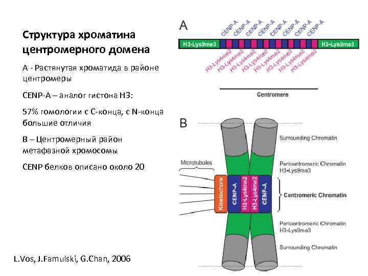 Структура хроматина центромерного домена А - Растянутая хроматида в районе центромеры CENP-A – аналог