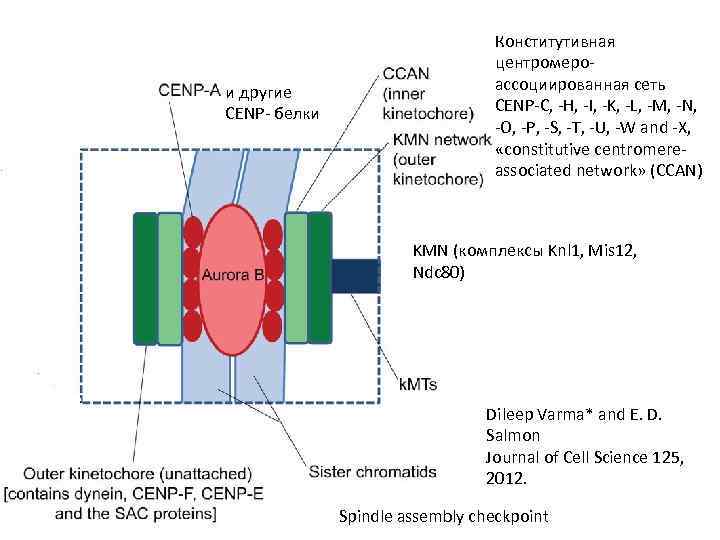 и другие CENP- белки Конститутивная центромероассоциированная сеть CENP-C, -H, -I, -K, -L, -M, -N,
