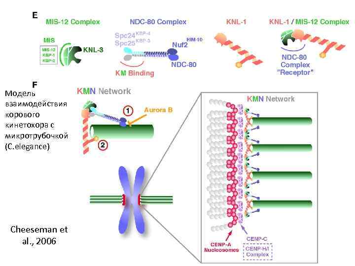 Модель взаимодействия корового кинетохора с микротрубочкой (C. elegance) Cheeseman et al. , 2006 