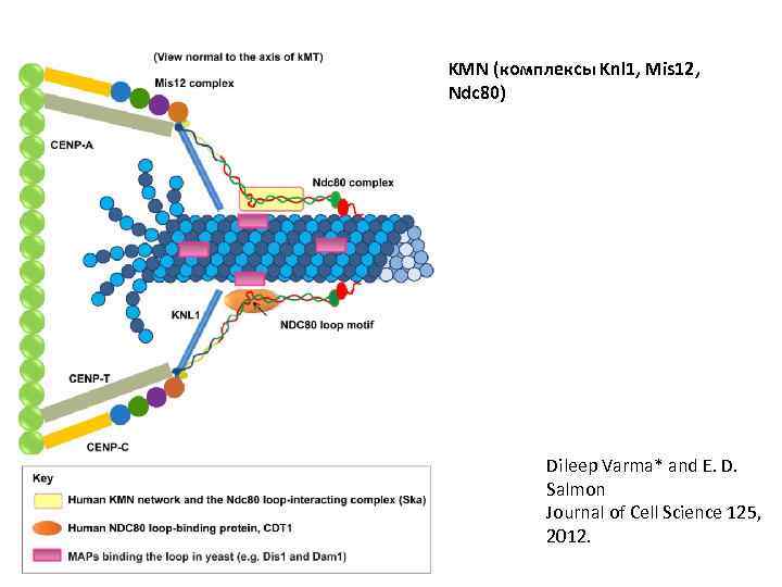 KMN (комплексы Knl 1, Mis 12, Ndc 80) Dileep Varma* and E. D. Salmon
