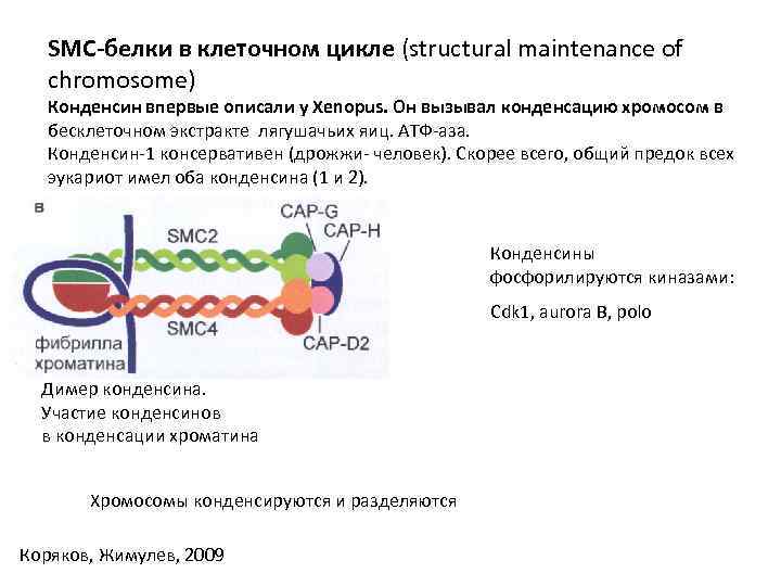 SMC-белки в клеточном цикле (structural maintenance of chromosome) Конденсин впервые описали у Xenopus. Он