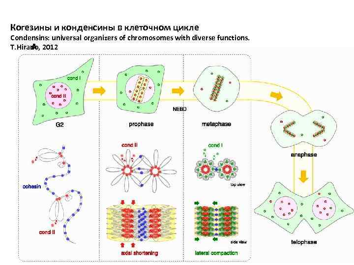 Когезины и конденсины в клеточном цикле Condensins: universal organizers of chromosomes with diverse functions.