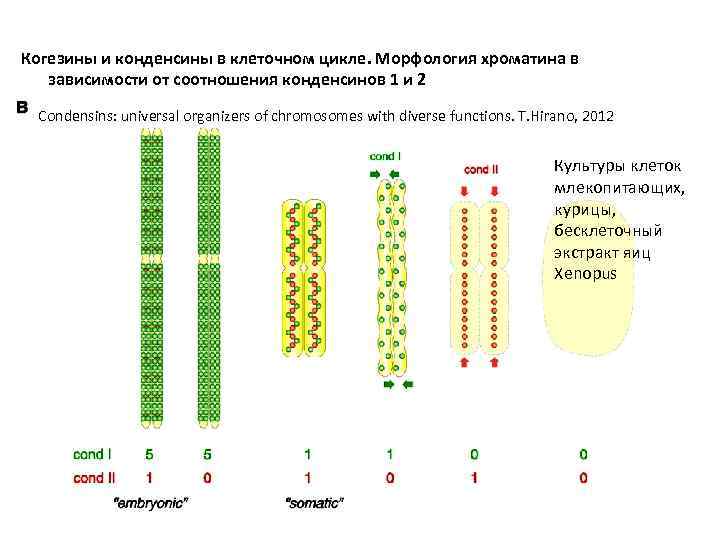 Когезины и конденсины в клеточном цикле. Морфология хроматина в зависимости от соотношения конденсинов 1