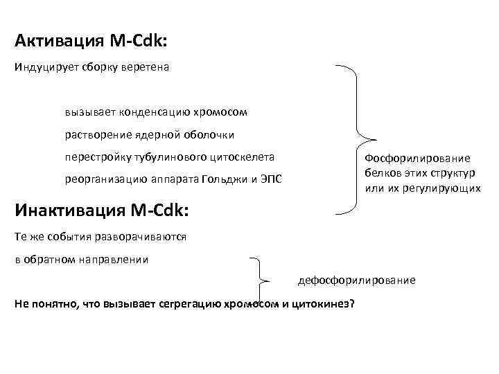 Активация M-Cdk: Индуцирует сборку веретена вызывает конденсацию хромосом растворение ядерной оболочки перестройку тубулинового цитоскелета