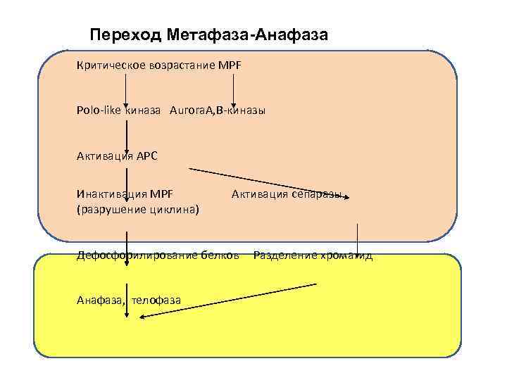 Переход Метафаза-Анафаза Критическое возрастание MPF Polo-like киназа Aurora. A, В-киназы Активация APC Инактивация MPF
