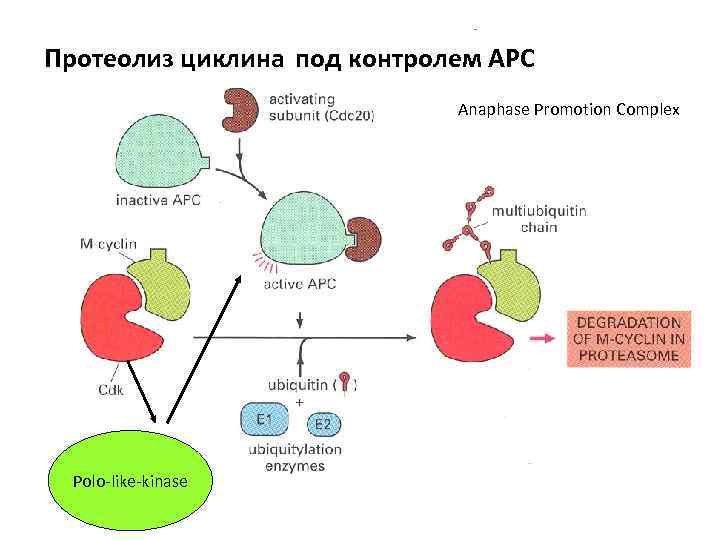 Протеолиз циклина под контролем АРС Anaphase Promotion Complex Polo-like-kinase 