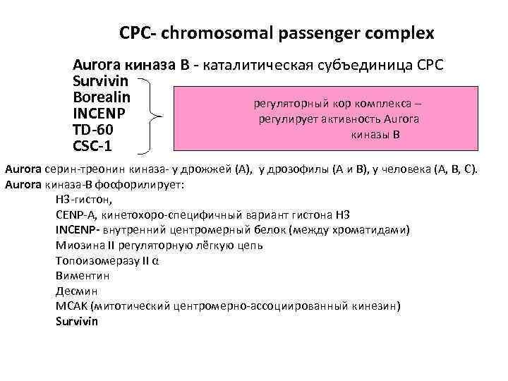 СРС- chromosomal passenger complex Aurora киназа В - каталитическая субъединица СРС Survivin Borealin регуляторный
