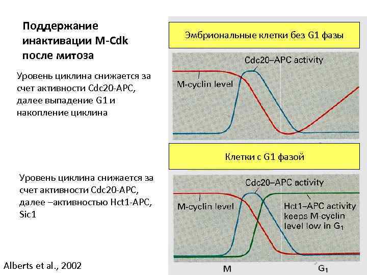 Поддержание инактивации M-Cdk после митоза Эмбриональные клетки без G 1 фазы Уровень циклина снижается
