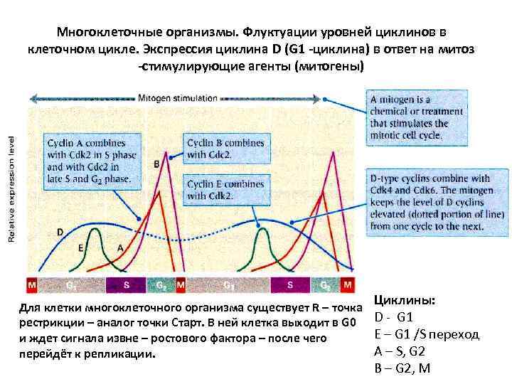 Многоклеточные организмы. Флуктуации уровней циклинов в клеточном цикле. Экспрессия циклина D (G 1 -циклина)