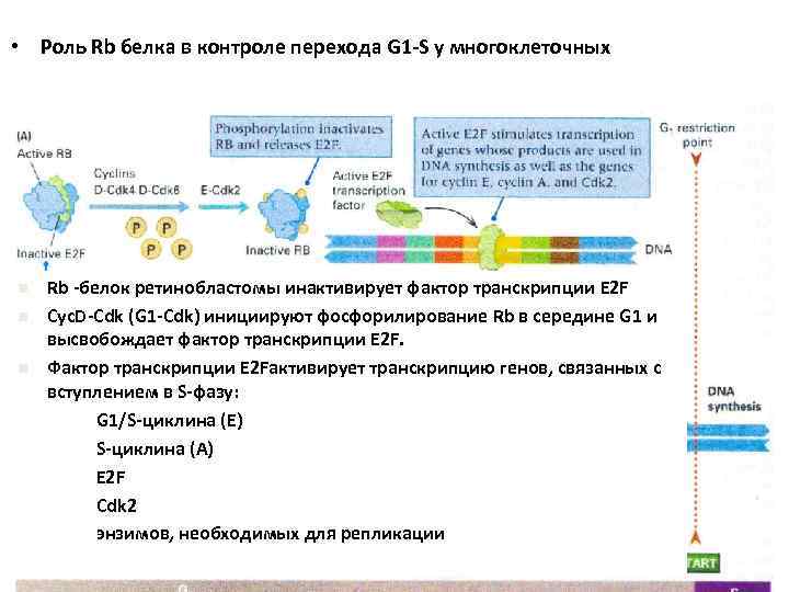  • Роль Rb белка в контроле перехода G 1 -S у многоклеточных n