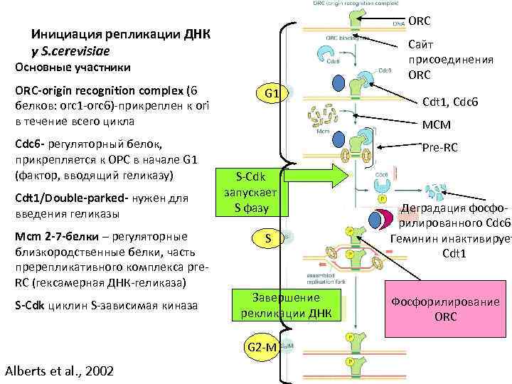 ORC Инициация репликации ДНК у S. cerevisiae Сайт присоединения ORC Основные участники ОRС-origin recognition