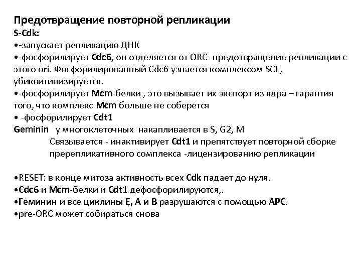 Предотвращение повторной репликации S-Cdk: • -запускает репликацию ДНК • -фосфорилирует Сdc 6, он отделяется