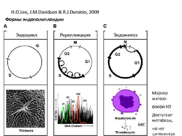 H. O. Lee, J. M. Davidson & R. J. Duronio, 2009 Формы эндополиплоидии Эндоцикл