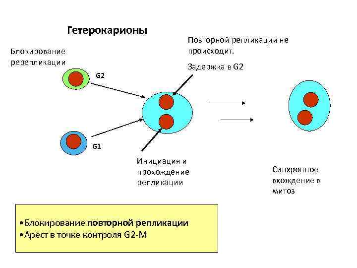 Клеточные гибриды