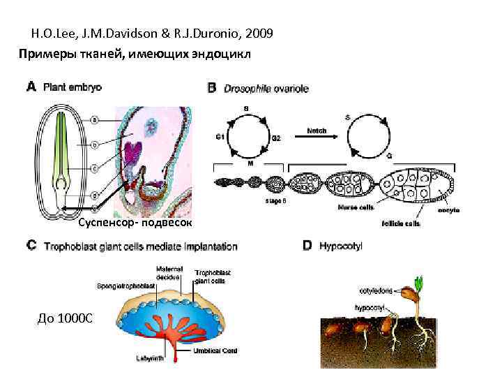 H. O. Lee, J. M. Davidson & R. J. Duronio, 2009 Примеры тканей, имеющих