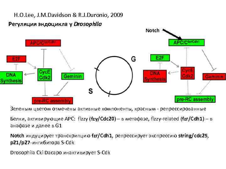 H. O. Lee, J. M. Davidson & R. J. Duronio, 2009 Регуляция эндоцикла у