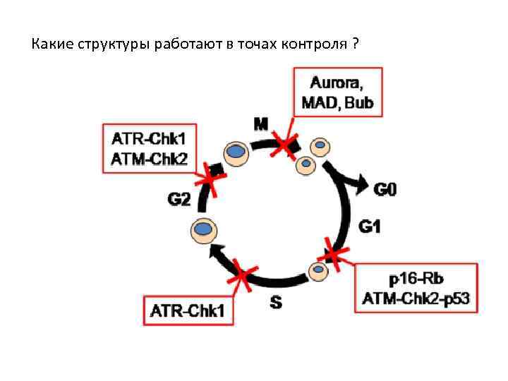 Какие структуры работают в точах контроля ? 