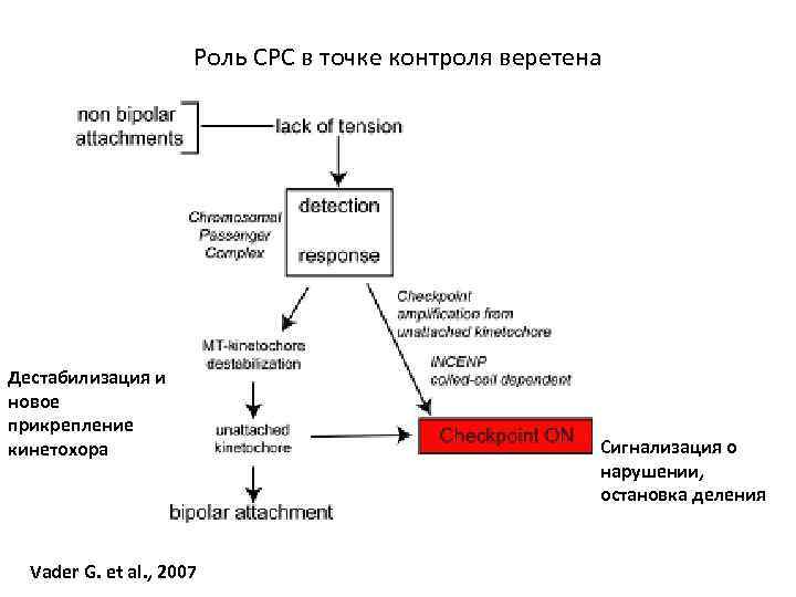 Роль СРС в точке контроля веретена Дестабилизация и новое прикрепление кинетохора Vader G. et