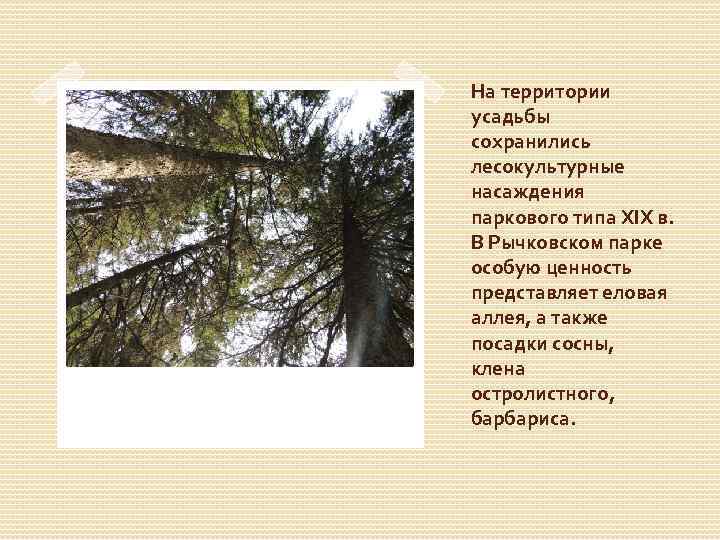 На территории усадьбы сохранились лесокультурные насаждения паркового типа XIX в. В Рычковском парке особую