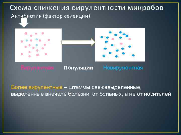 Схема снижения вирулентности микробов Антибиотик (фактор селекции) Вирулентная Популяции Невирулентная Более вирулентные – штаммы