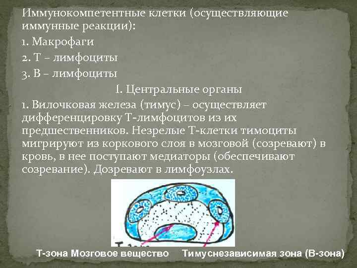 Иммунокомпетентные клетки (осуществляющие иммунные реакции): 1. Макрофаги 2. Т – лимфоциты 3. В –