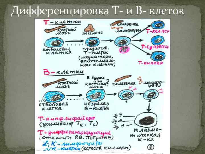 Дифференцировка Т- и В- клеток 