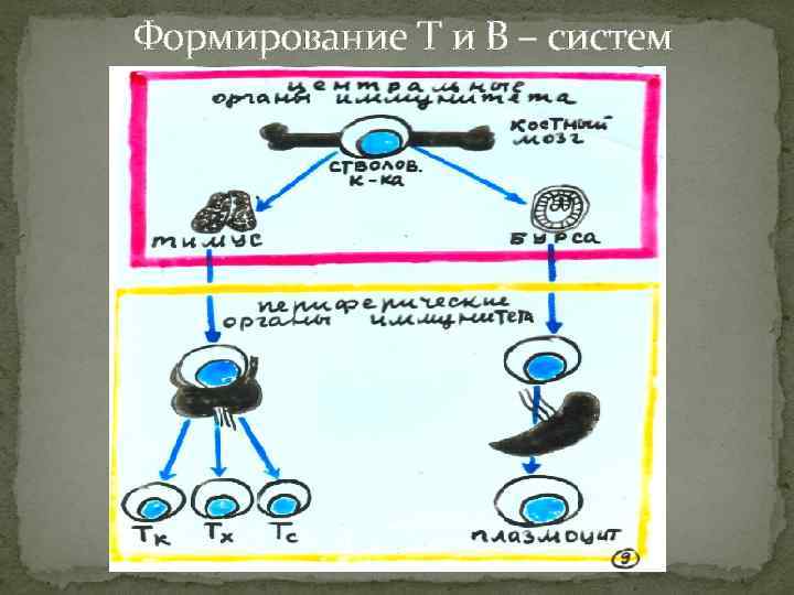 Формирование Т и В – систем иммунитета 