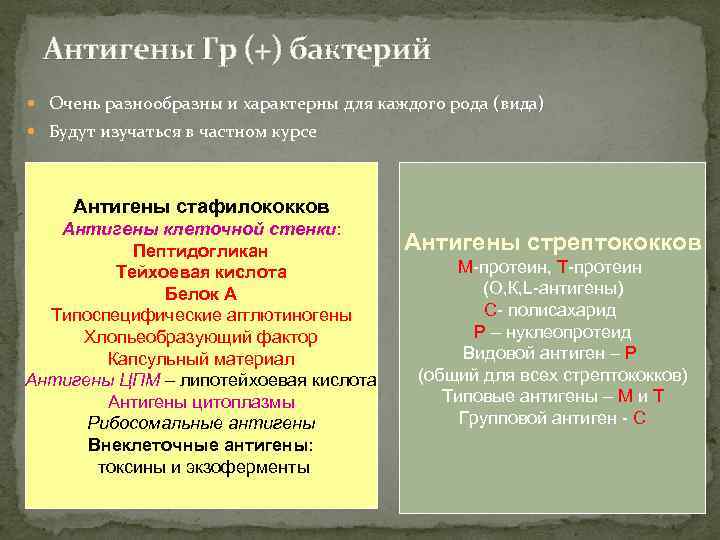 Антигены Гр (+) бактерий Очень разнообразны и характерны для каждого рода (вида) Будут изучаться