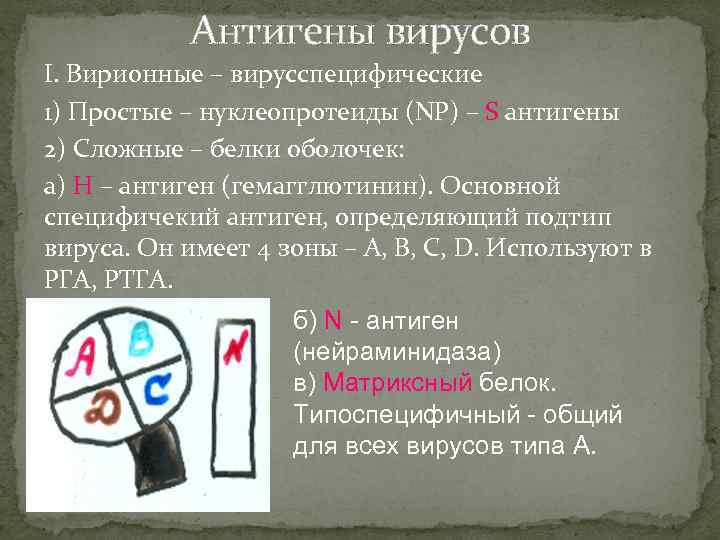 Антигены вирусов I. Вирионные – вирусспецифические 1) Простые – нуклеопротеиды (NP) – S антигены