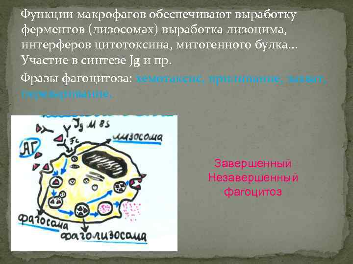 Функции макрофагов обеспечивают выработку ферментов (лизосомах) выработка лизоцима, интерферов цитотоксина, митогенного булка. . .