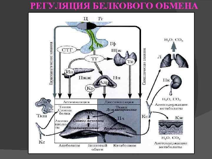 РЕГУЛЯЦИЯ БЕЛКОВОГО ОБМЕНА 