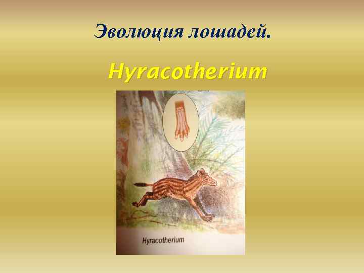 Эволюция лошадей. Hyracotherium 