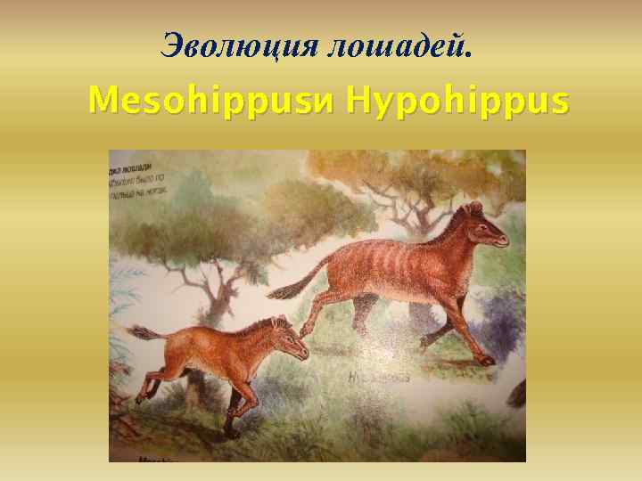 Эволюция лошадей. Mesohippusи Hypohippus 