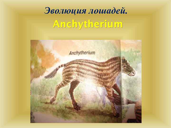 Эволюция лошадей. Anchytherium 