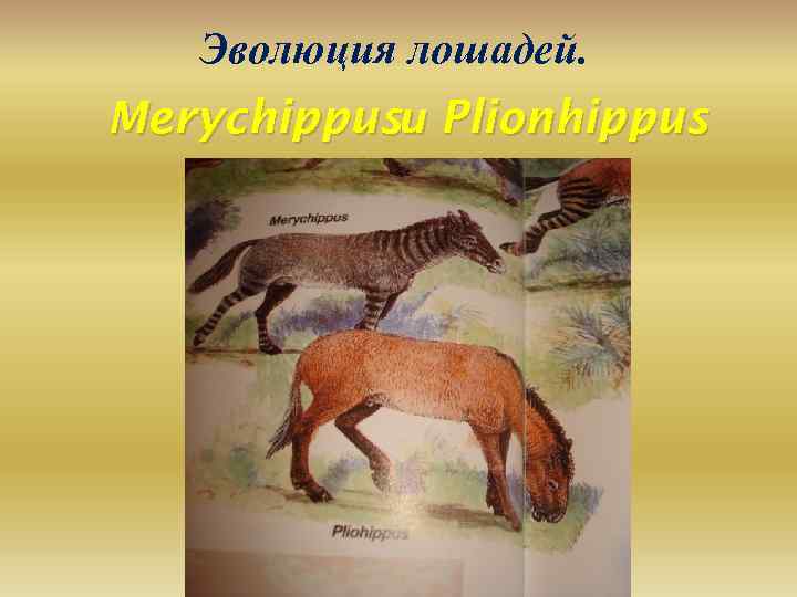 Эволюция лошадей. Merychippusи Plionhippus 