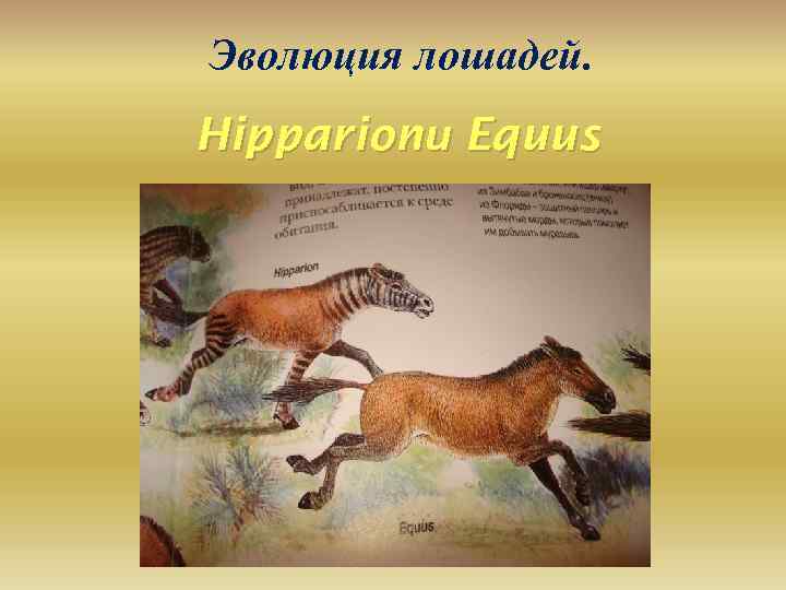 Эволюция лошадей. Hipparionи Equus 