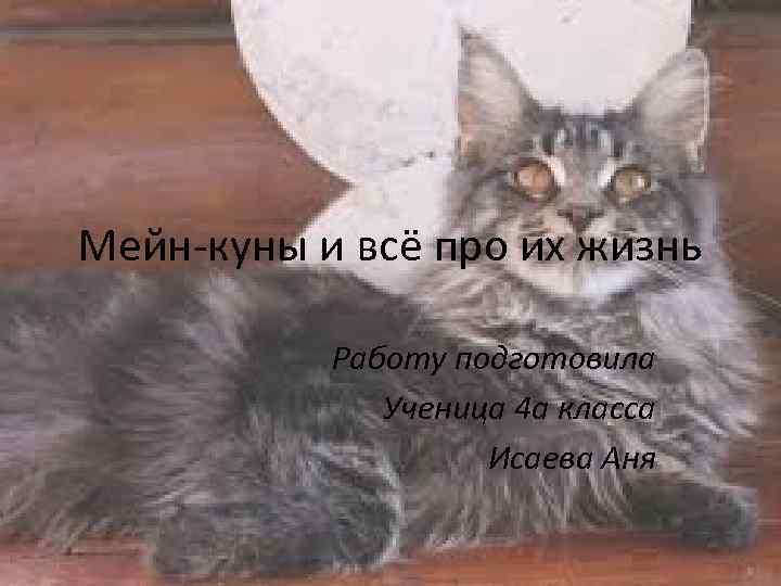 Мейн-куны и всё про их жизнь Работу подготовила Ученица 4 а класса Исаева Аня