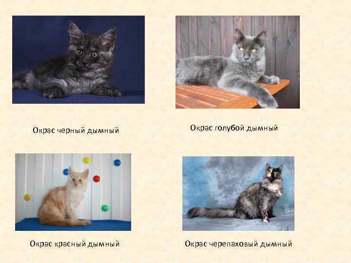 Окрас черный дымный Окрасный дымный Окрас голубой дымный Окрас черепаховый дымный 