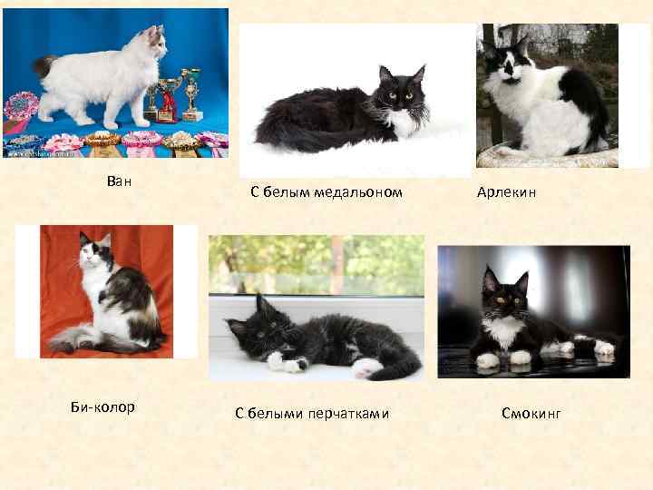 Ван Би-колор С белым медальоном С белыми перчатками Арлекин Смокинг 