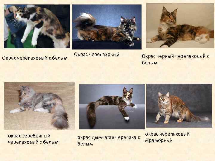Окрас черепаховый с белым окрас серебряный черепаховый с белым Окрас черепаховый Окрас черный черепаховый