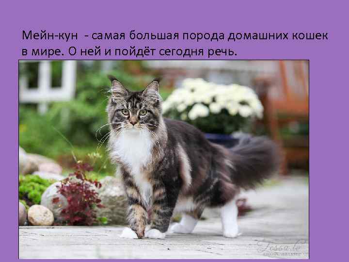 Мейн-кун - самая большая порода домашних кошек в мире. О ней и пойдёт сегодня