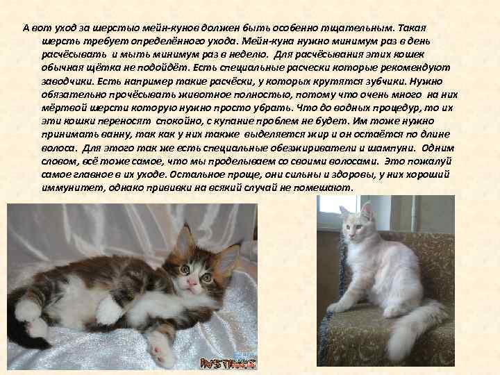 А вот уход за шерстью мейн-кунов должен быть особенно тщательным. Такая шерсть требует определённого
