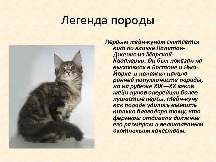 Легенда породы Первым мейн-куном считается кот по кличке Капитан. Дженкс-из-Морской. Кавалерии. Он был показан