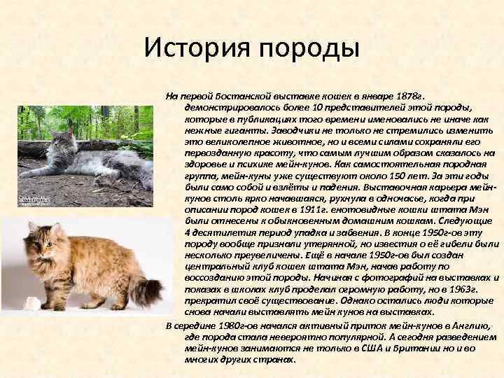 История породы На первой Бостанской выставке кошек в январе 1878 г. демонстрировалось более 10