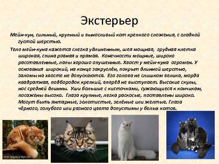 Экстерьер Мейн-кун, сильный, крупный и выносливый кот крепкого сложения, с гладкой густой шерстью. Тело